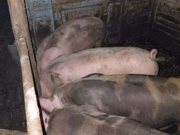 Eber, Schweine