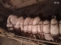 Sow, Pigs — photo 1