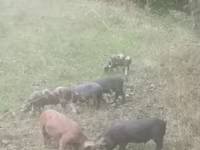 Eber, Schweine — Foto 1