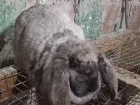 Ոչխար, Ոչխարներ — լուսանկար 3