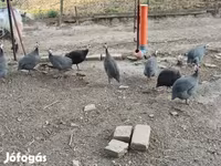 Փիեդ — լուսանկար 3