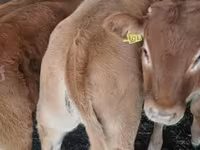 सांड, Simmental cattle — फ़ोटो 5