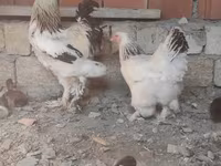 Brahma — Foto 4