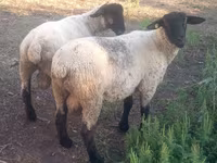 كبش, White Suffolk sheep — الصورة 2