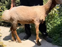 Ոչխար, Jaidara sheep — լուսանկար 3