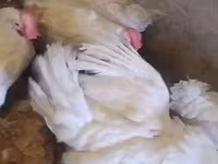 Leghorn — photo 2