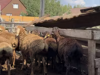 Խոյ, Arashan sheep — լուսանկար 6
