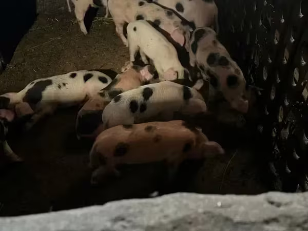 Sow, Pigs — Armenia
