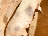 Sow, Pigs — photo 2