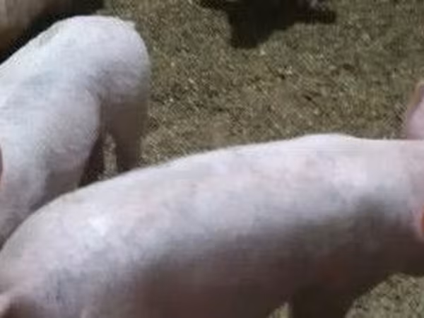 Säue, Датский ландрас