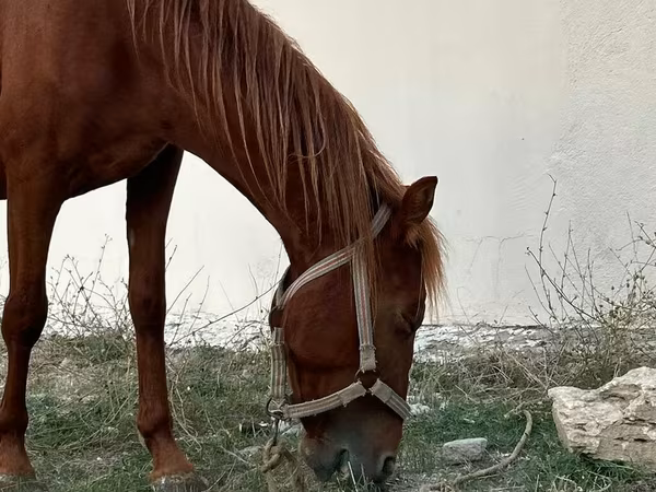 Айғыр, Karabakh horse