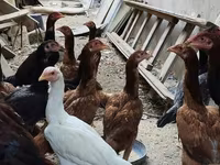 Chickens — 3-сурет