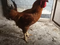 Chickens — լուսանկար 1