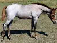 Yegua, Quarter Horse — foto 7
