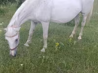 Mare, Horses — photo 2