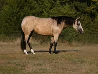 Stute, Quarter Horse — Foto 1