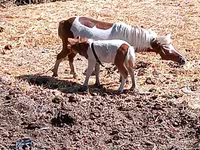 Бээ, Австралиялык пони — сүрөт 1