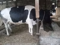 母牛, Russian Black pied cattle — 照片 5