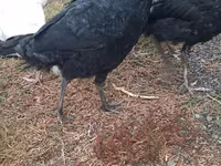 Turkeys — 2-сурет