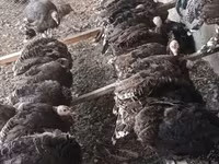 Բրոնզե — լուսանկար 3