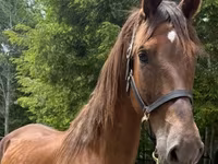 घोड़ी, Dutch warmblood horse — फ़ोटो 1