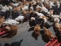 Chickens — լուսանկար 2