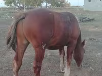 Horse (M), Russian Heavy Draft — photo 4