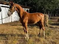 Бие, Dutch warmblood horse — 2-сурет