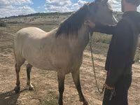 Égua, Cavalos — foto 3