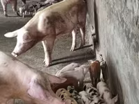 मादा सूअर, सूअर — फ़ोटो 5