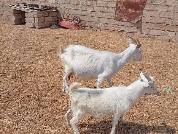 Էգ այծ, Toggenburg goat
