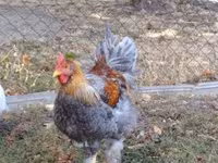 Brahma — photo 2