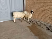 公山羊, Goats — 照片 3