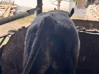 सांड, बेल्जियन नीली — फ़ोटो 2