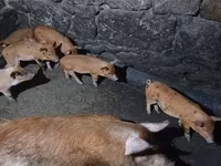 मादा सूअर, सूअर — फ़ोटो 6