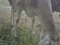 Ovelha, Afghan Arabi sheep — foto 8