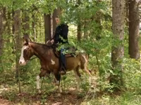 Ձի, Pinto horses — լուսանկար 3