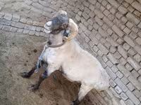 Խոյ, Ոչխարներ — լուսանկար 2