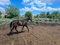 Horse (M), Hungarian horse breed — photo 2