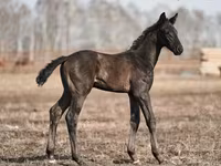 Айғыр, Trakehner — 1-сурет