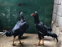 शामो चिकन्स — फ़ोटो 5