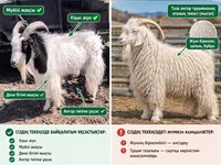 Էգ այծ, Angora goats — լուսանկար 3