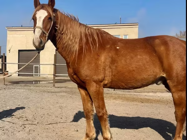 Ձի, Kustanai horse