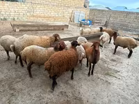 Schaf, Apsheron sheep — Foto 5