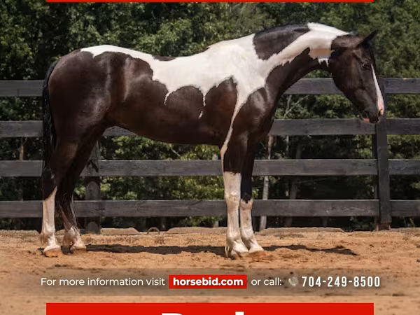 Ձի, Friesian