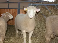 Ram, Dorset horn sheep — photo 1
