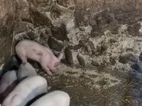 मादा सूअर, सूअर — फ़ोटो 4