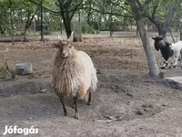 Қой, Racka sheep — 5-сурет