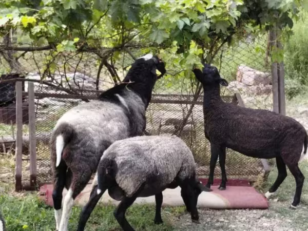 Ոչխար, Romanov sheep