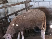 Widder, Lacaune sheep — Foto 5